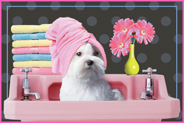 dog spa deluxe